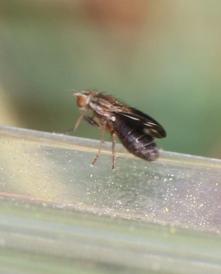 Trixoscelis marginella