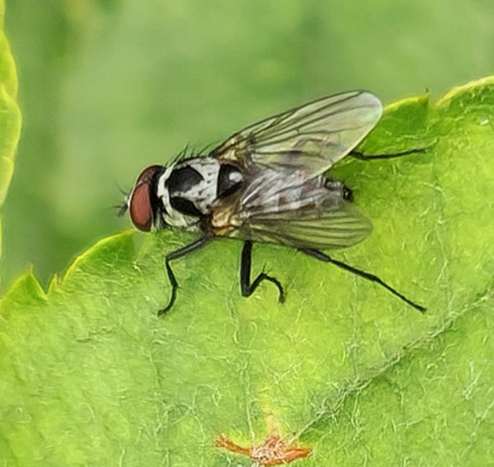 Anthomyia procellaris