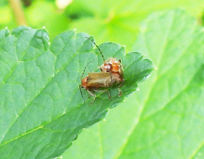 Cantharis sp.