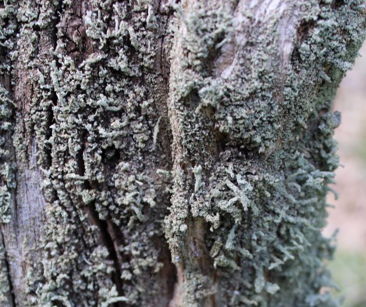 Træfods-Bægerlav (Cladonia coniocraea)