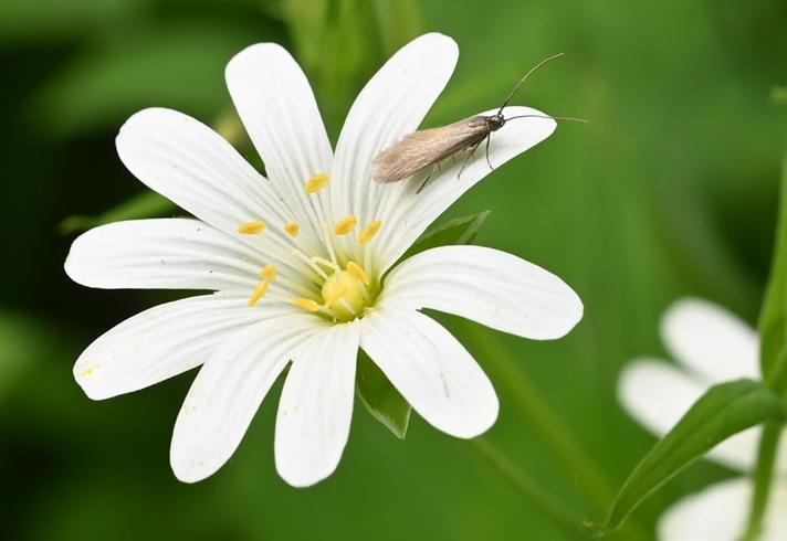 Coleophora lutarea