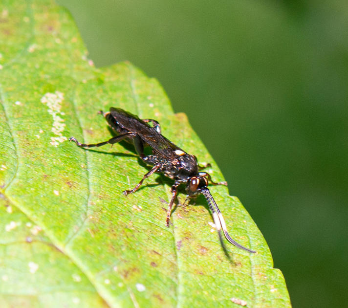 Cratichneumon luteiventris