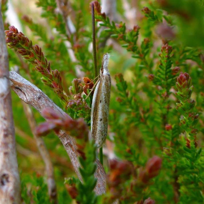 Lyngprydvinge (Pleurota bicostella)