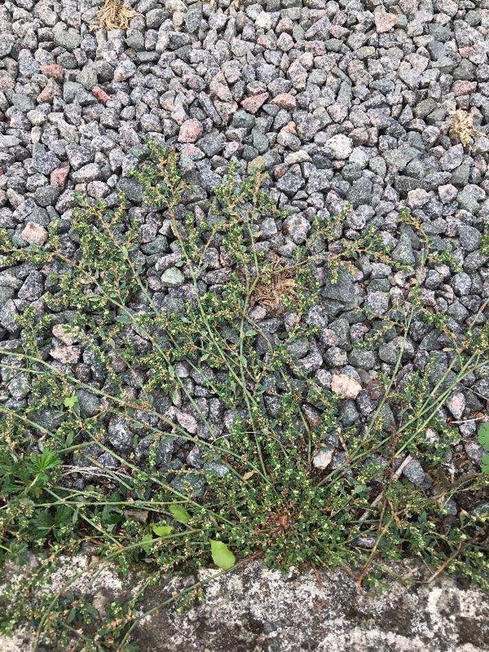 Liggende Vej-Pileurt (Polygonum aviculare ssp. microspermum)