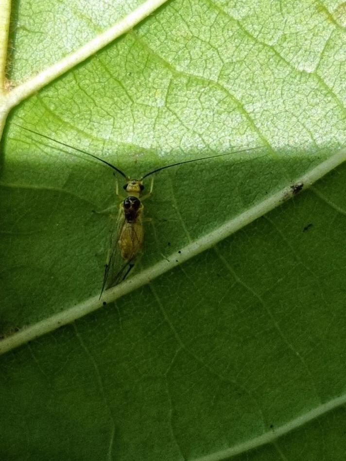 Valenzuela atricornis