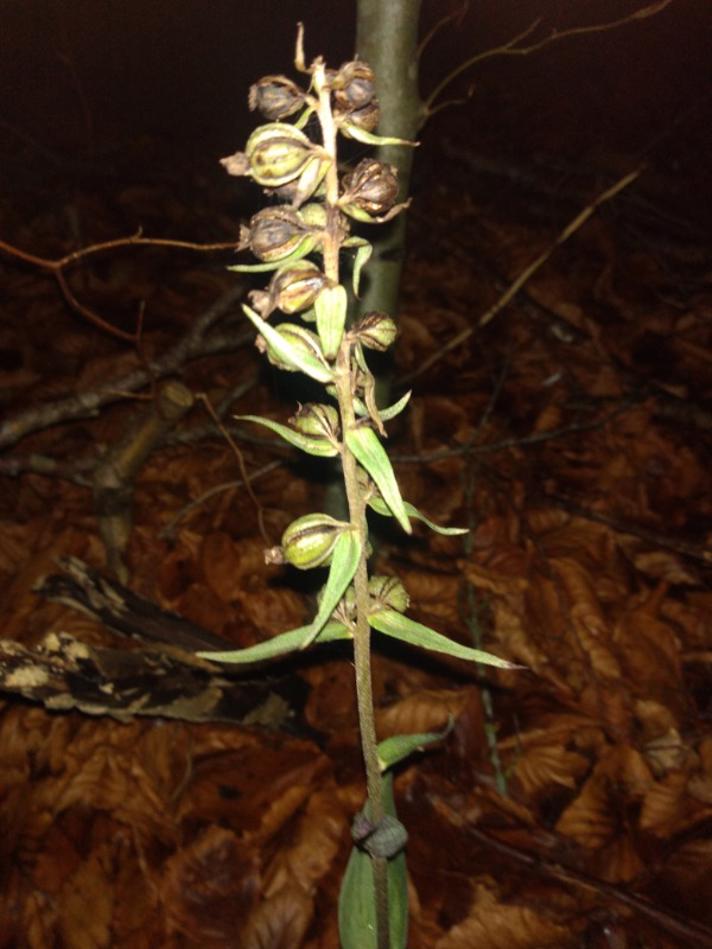 Tætblomstret Hullæbe (Epipactis purpurata)