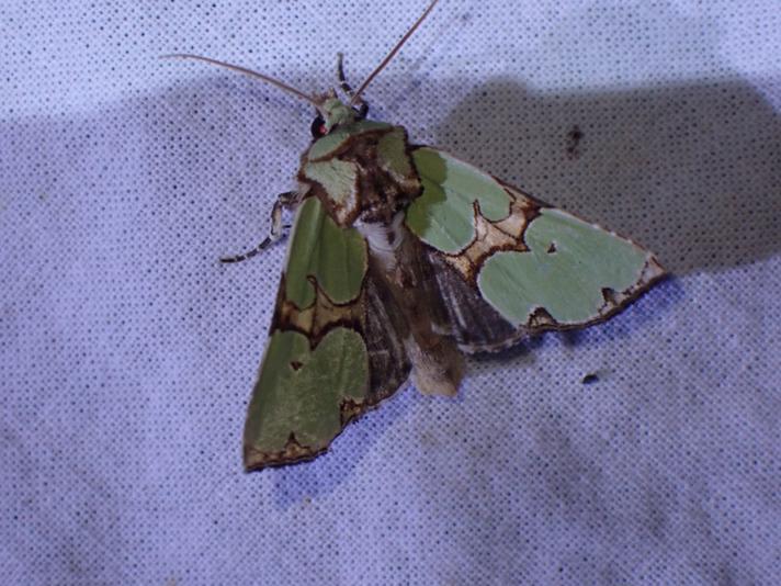 Grøn Pragtugle (Staurophora celsia)