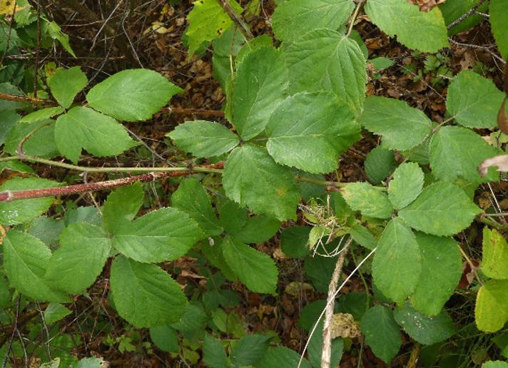 Skygge-Brombær (Rubus sciocharis)