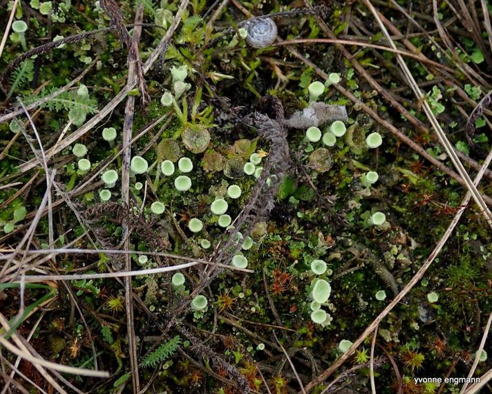 Brungrøn Bægerlav  (Cladonia chlorophaea)