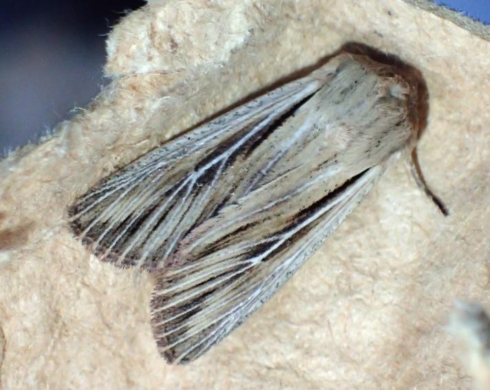 Kommaugle (Leucania comma)