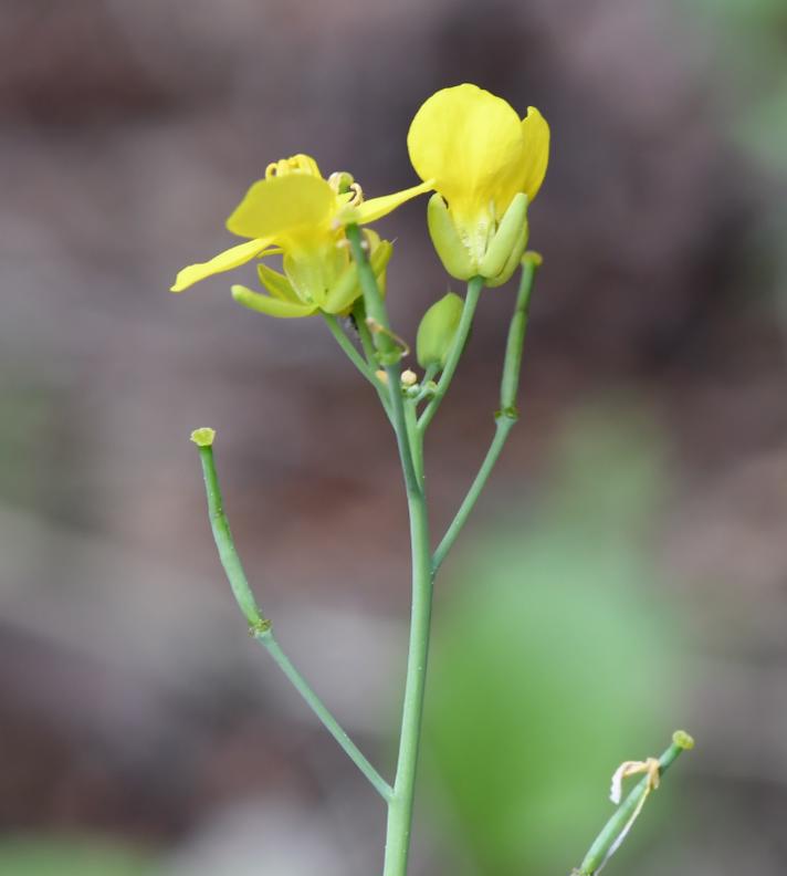 Ager-Kål (Brassica rapa ssp. campestris)