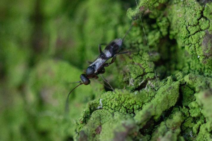 Gelis longicauda