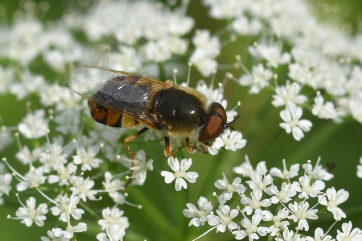 Odontomyia ornata