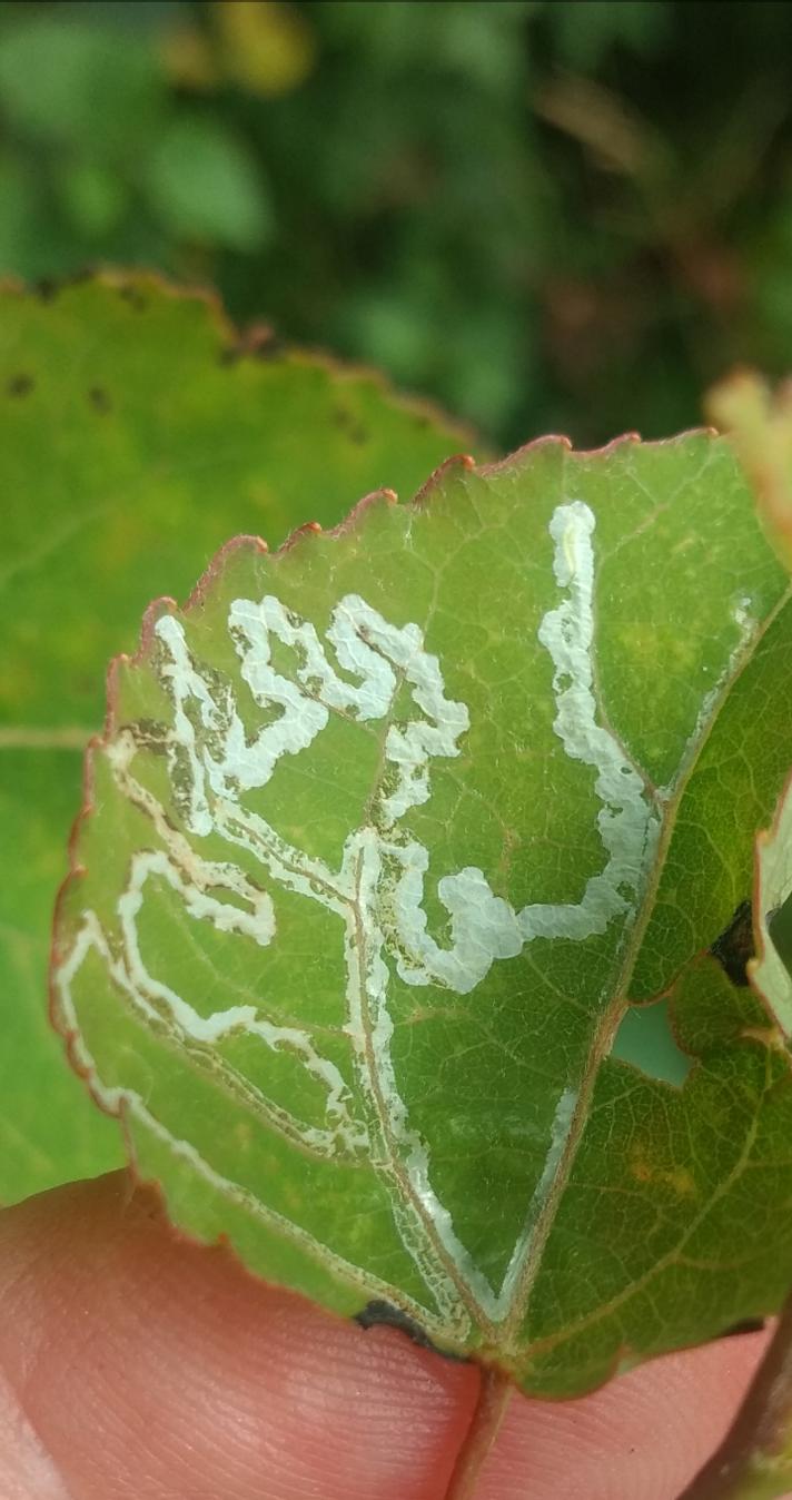 Phyllocnistis xenia