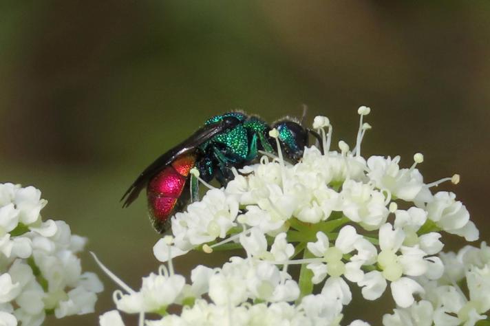 Holopyga generosa