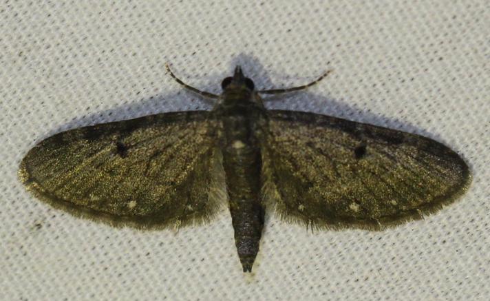 Hvidplettet Dværgmåler (Eupithecia tripunctaria)