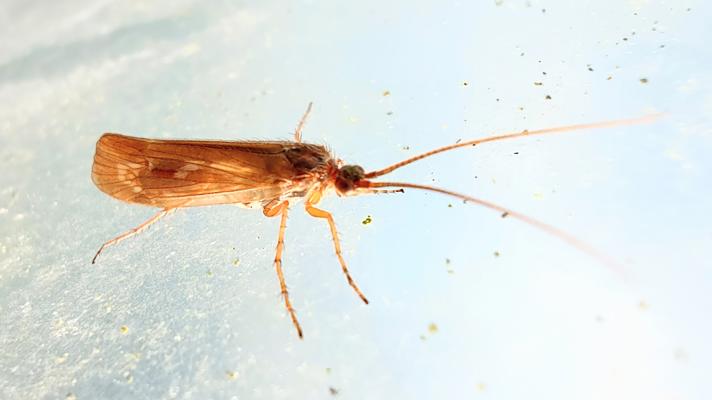 Limnephilus decipiens