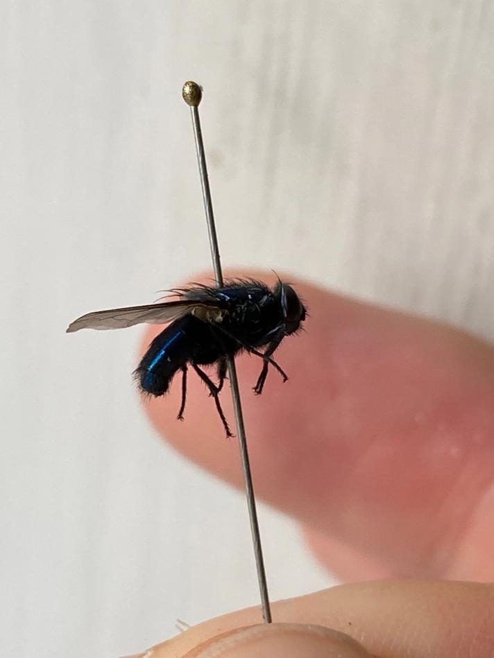 Protocalliphora azurea