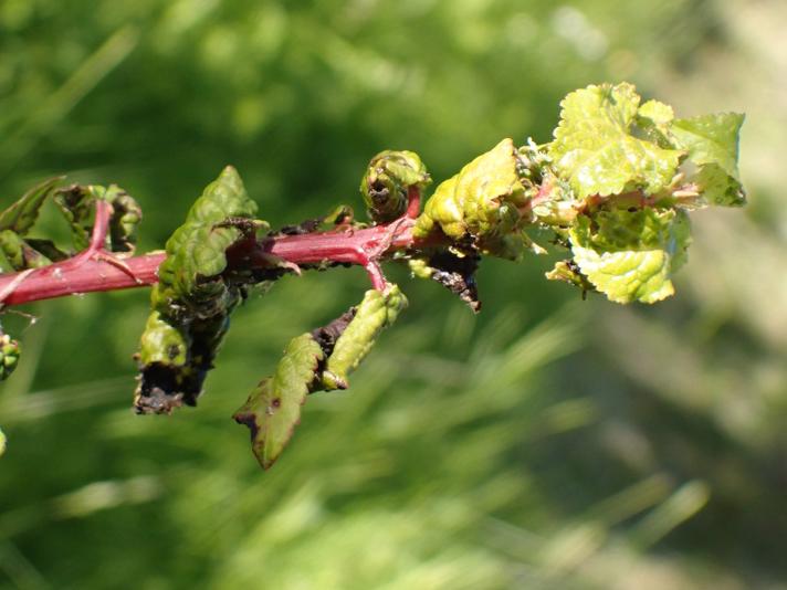 Lille Blommebladlus