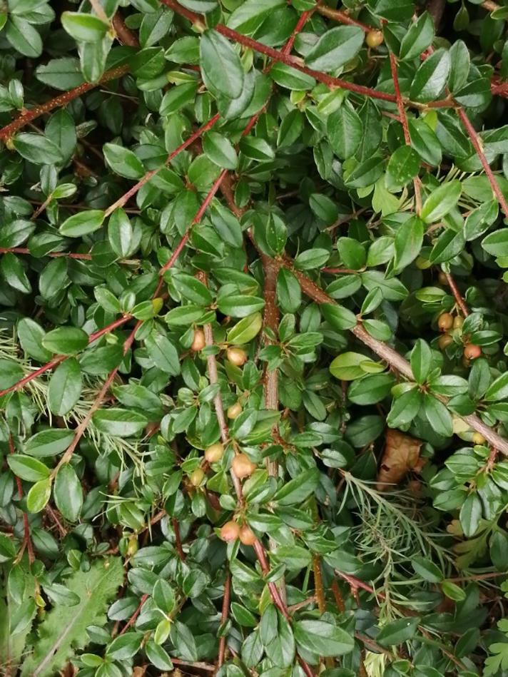 Cotoneaster x suecicus