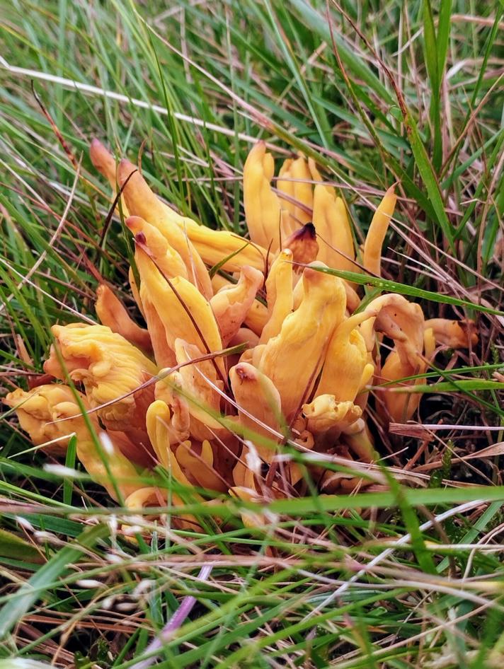 Clavulinopsis fusiformis