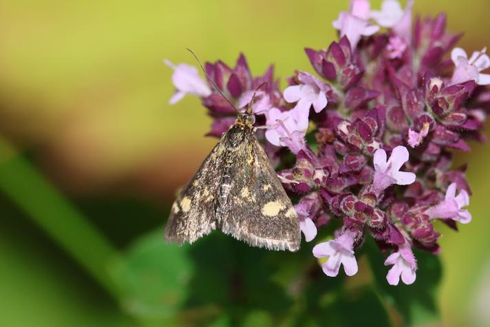 Pyrausta sp.