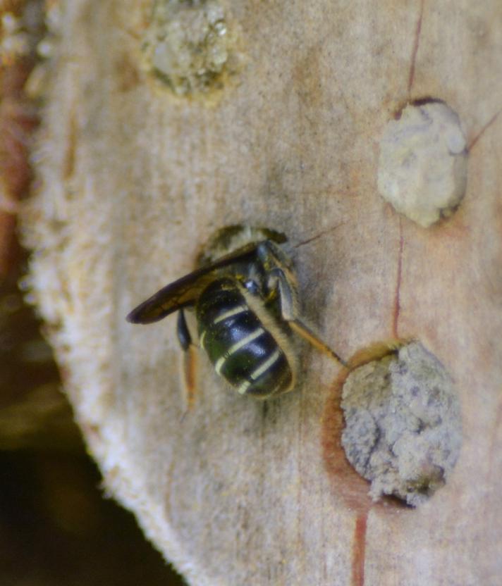 Halictus sp.