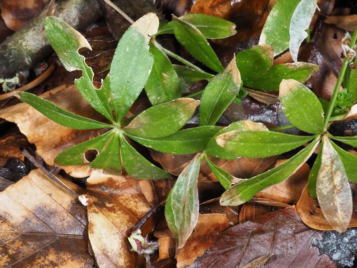 Skovmærke (Galium odoratum)