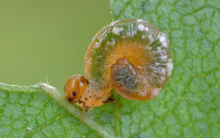 Pristiphora cincta