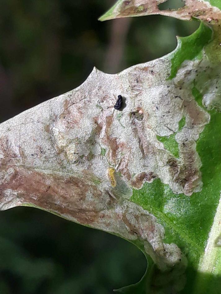 Liriomyza taraxaci