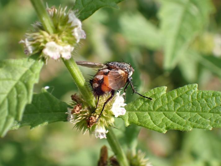 Peleteria rubescens