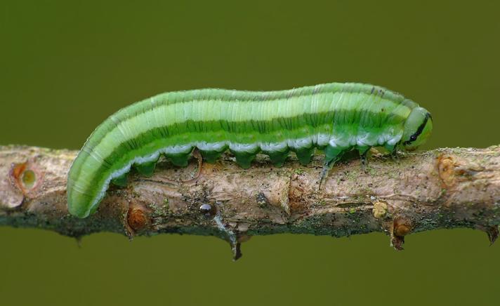 Gilpinia virens