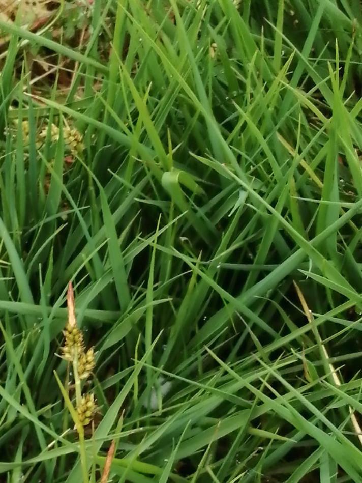 Pille-Star (Carex pilulifera)