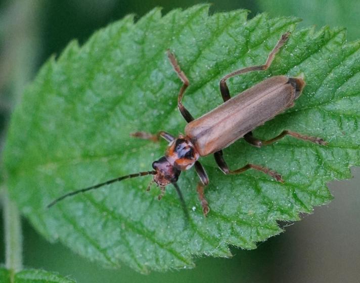 Cantharis figurata