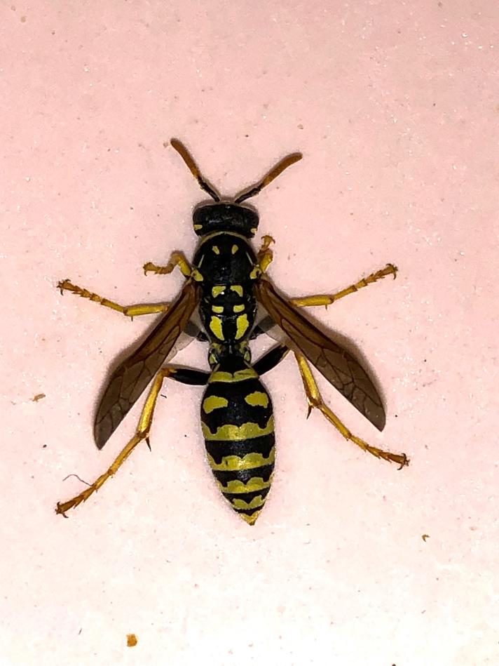 Polistes dominula