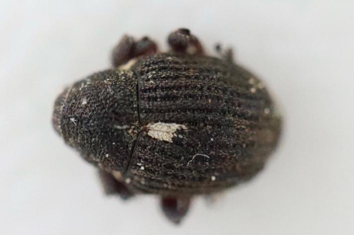 Rhinoncus leucostigma (Rhinoncus leucostigma)