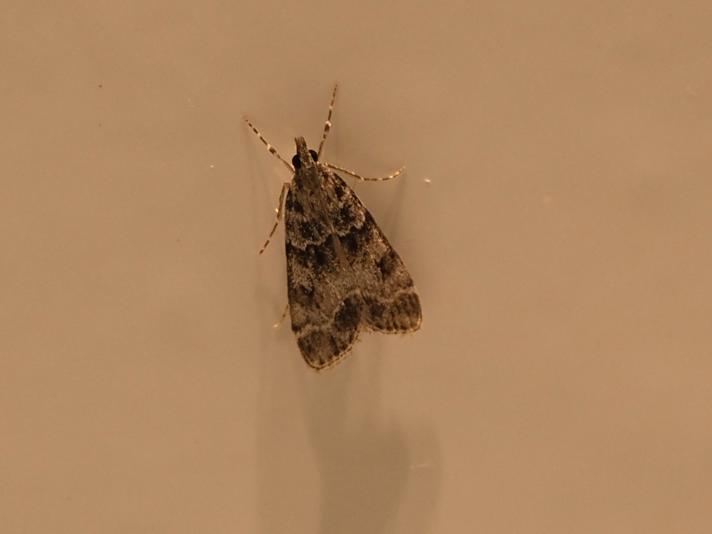 Eudonia mercurella