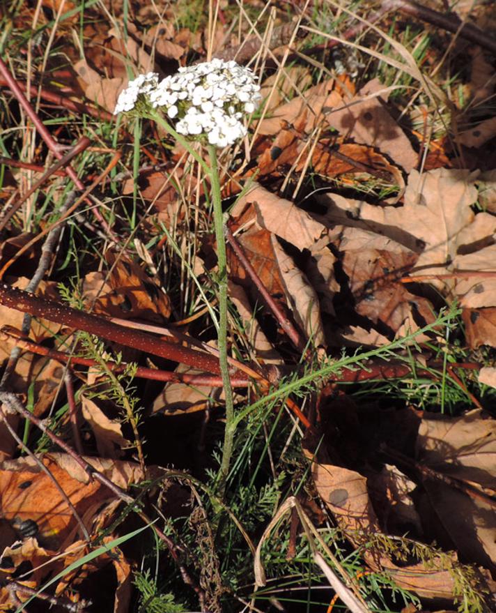 Almindelig Røllike (Achillea millefolium)