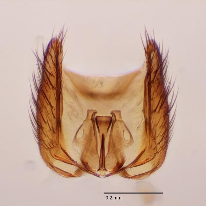 Mycetophila britannica