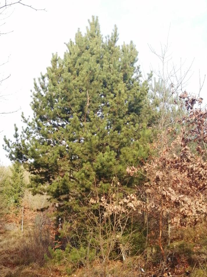 Bredbladet Klit-Fyr (Pinus contorta ssp. contorta var. latifolia)