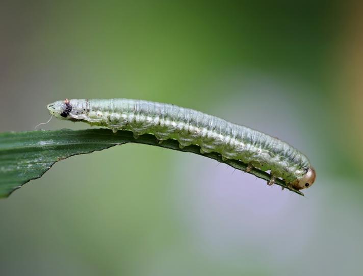 Euura clitellata