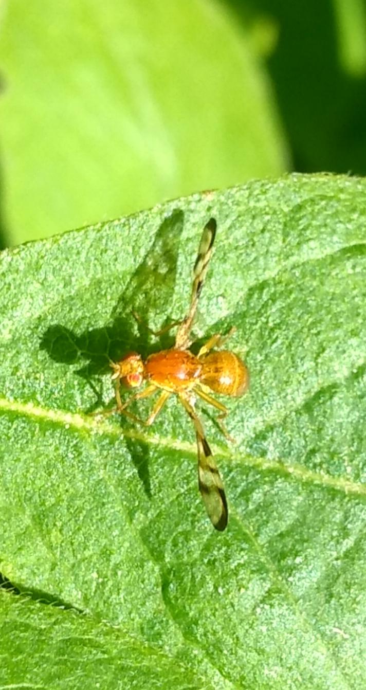 Acidia cognata