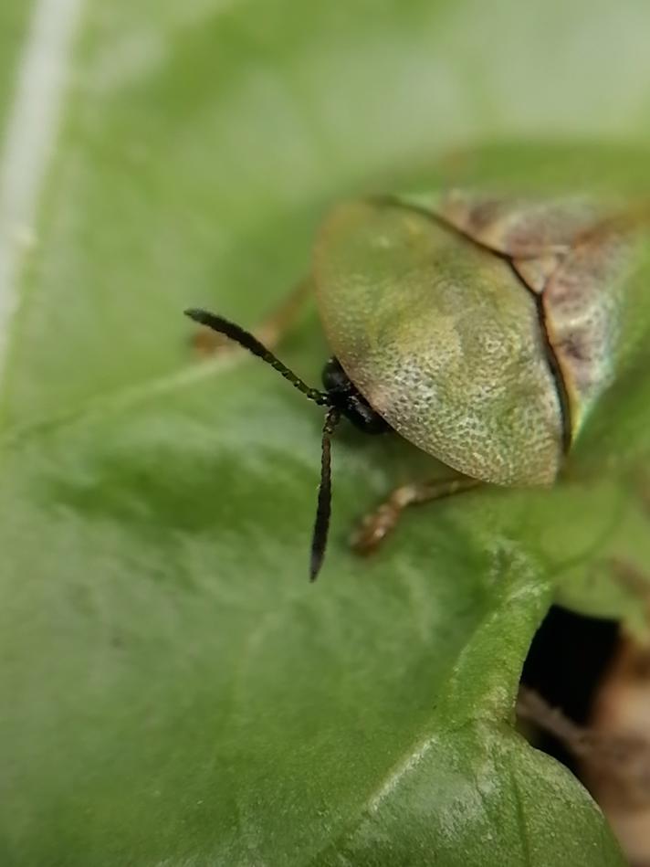 Cassida sanguinosa