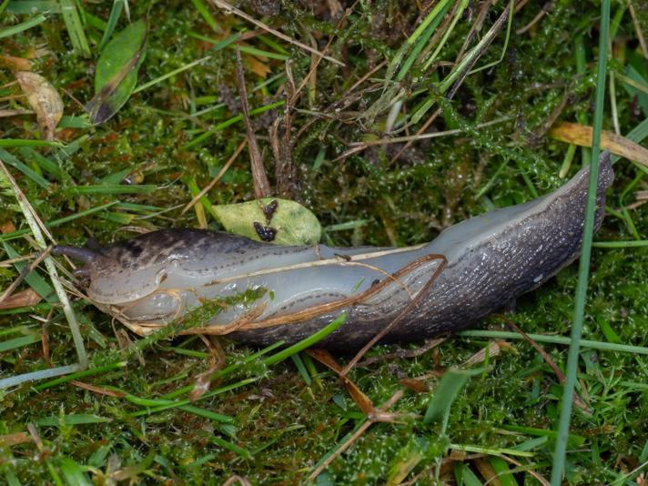 Limax sp.