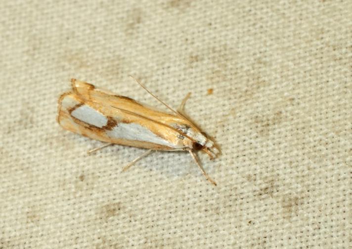 Catoptria pinella (Catoptria pinella)