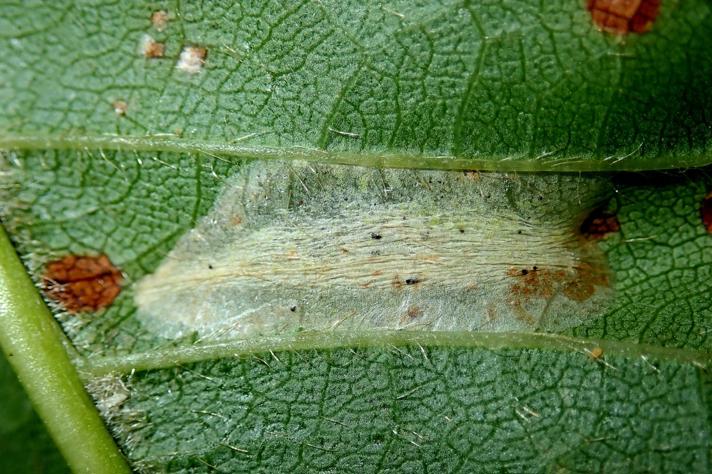 Phyllonorycter cerasicolella