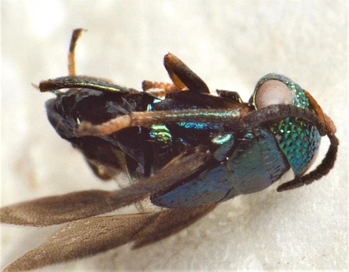 Eugahania fumipennis