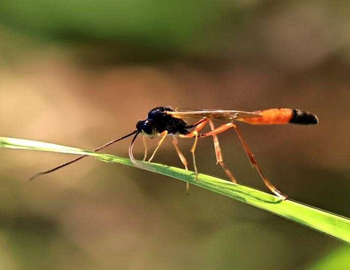 Barylypa sp.