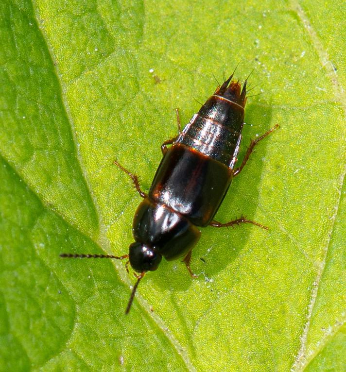 Tachinus sp.