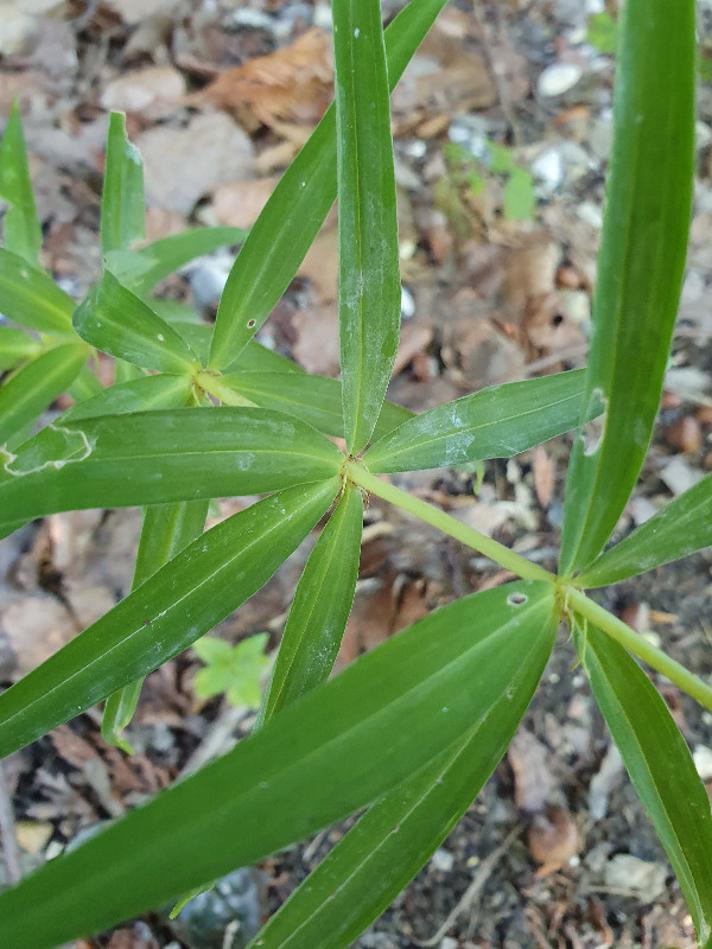 Krans-Konval (Polygonatum verticillatum)